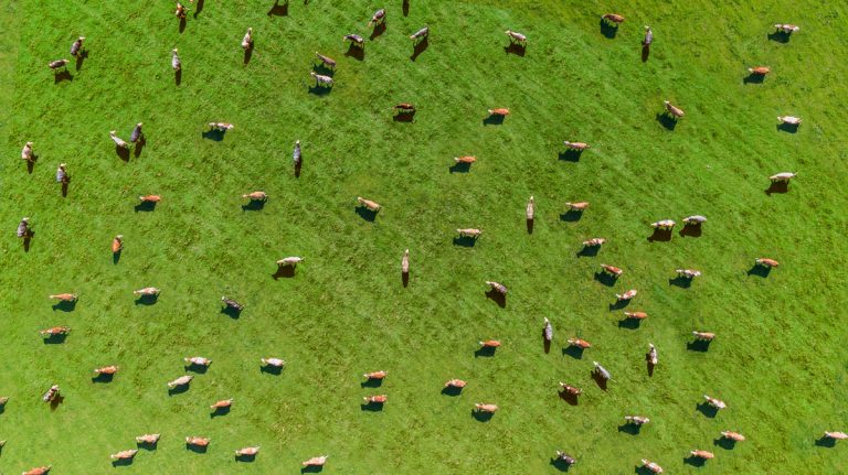 Commercial, contractual, and governance issues for an agricultural producer - Case Study