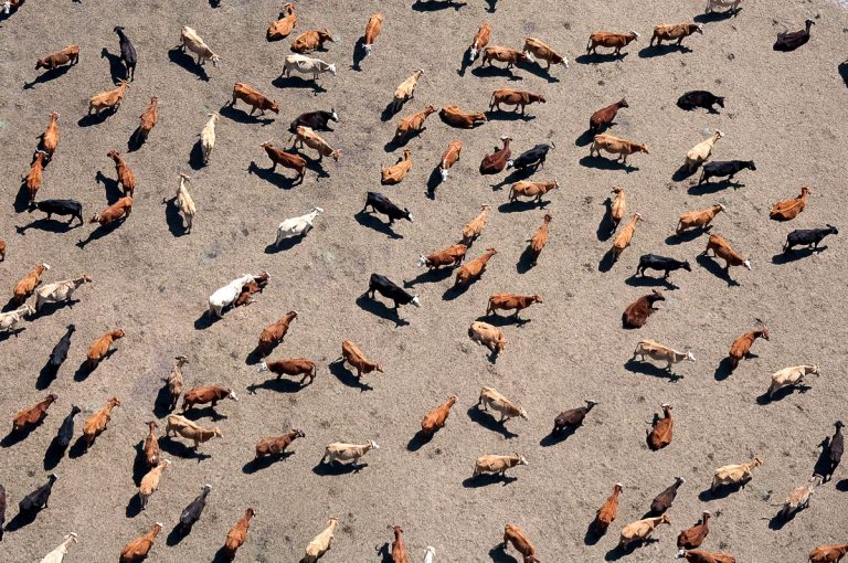 Carbon farming pioneer builds sustainable cattle station portfolio - Case Study